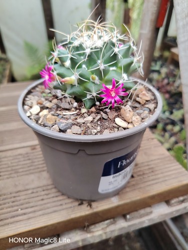 Mammillaria compresses angular