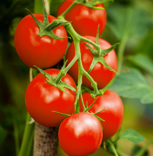 Tomato moneymaker - ×tomato, ‘moneymaker’