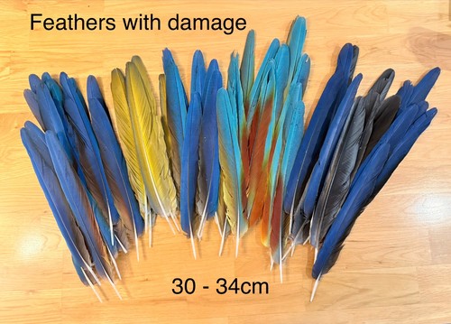 Parrot macaw feather crafts - macaw,