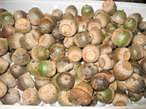 Pounds ny natural - of,