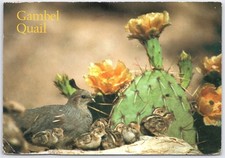 Vintage Gambel Quail and