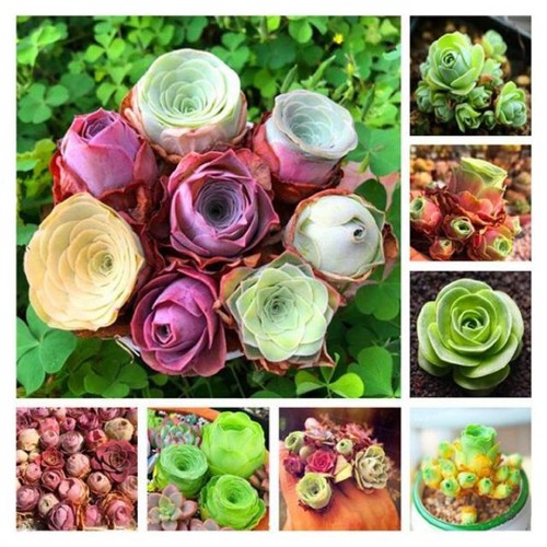 10x aeonium greenovia - 10x,