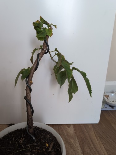 Cherry tree bonsai - bonsai, starter