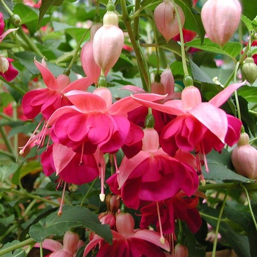 Fuchsia hardy bush garden - hardy,