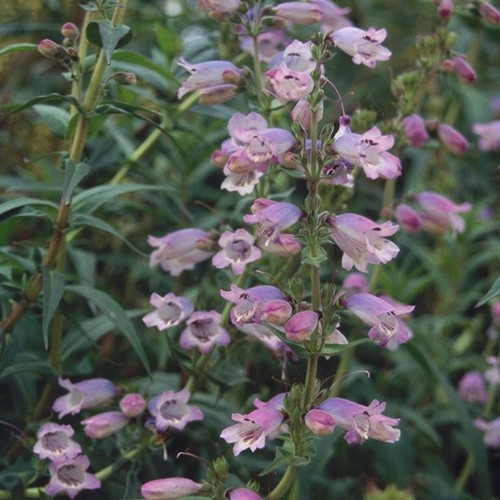 Beardtongues penstemon sour - beardtongues, 'sour
