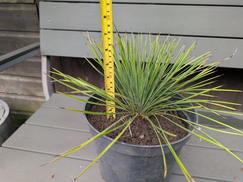 Yucca linearis rare exotic - linearis, exotic/