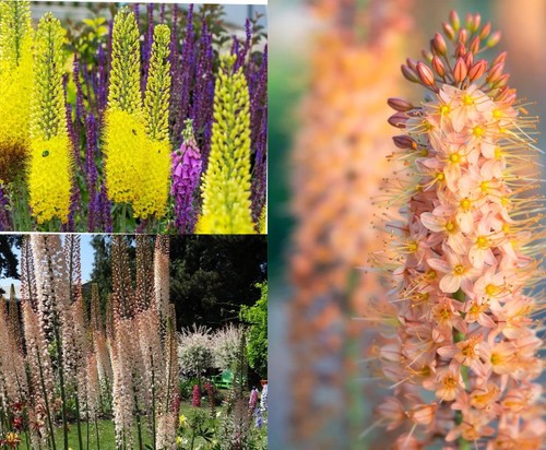 Eremurus mixed colours - mixed, 10