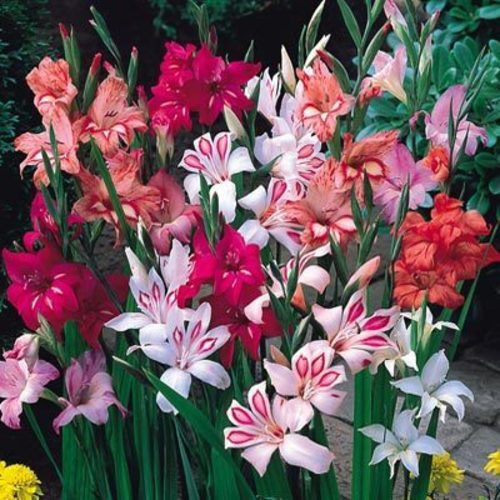 Gladioli nanus mixed - gladioli,