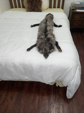 1900 to 1920? brown and silver