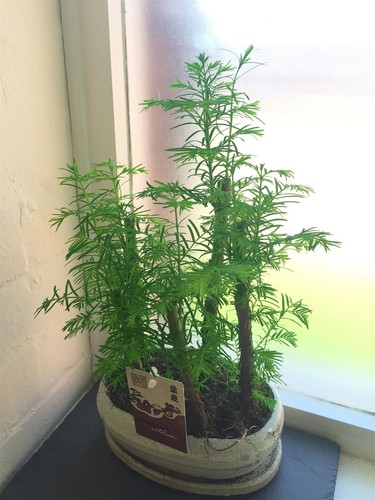 Mature dawn redwood tree - dawn, in