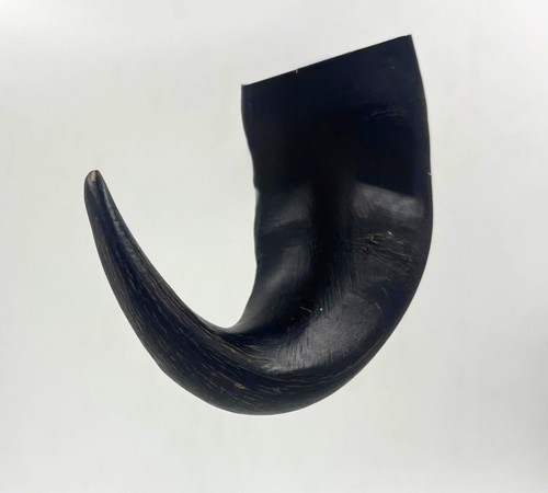 Buffalo bull horn small - 4,