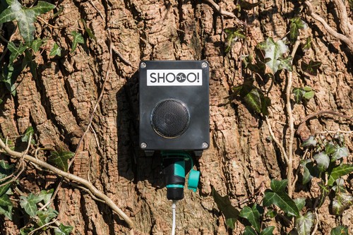 Audio bird scarer for - scarer, pigeons