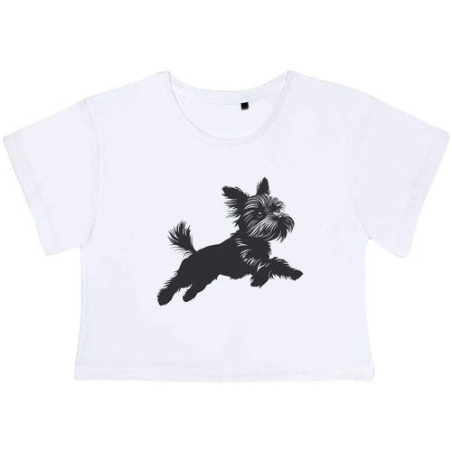 Yorkshire terrier jumping - 'yorkshire, jumping'