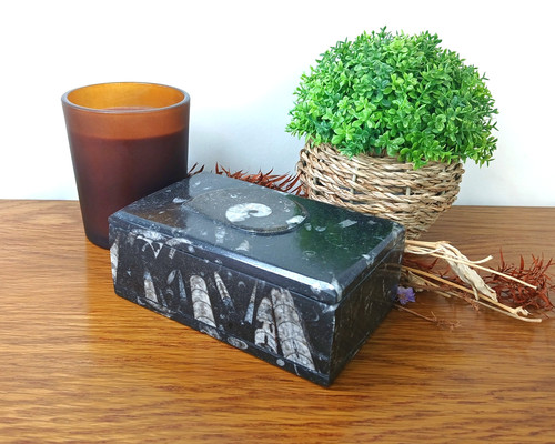 Rectangular goniatite - ,