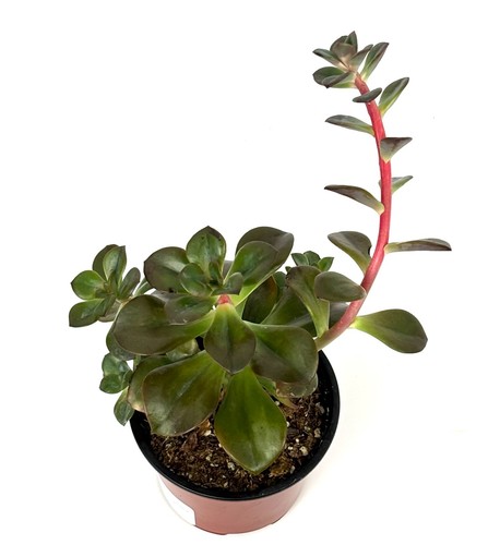 Echeveria chromasucculents - echeveria, chromasucculents,