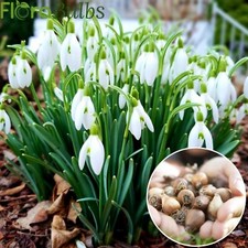 Snowdrop Bulbs 25 Spring