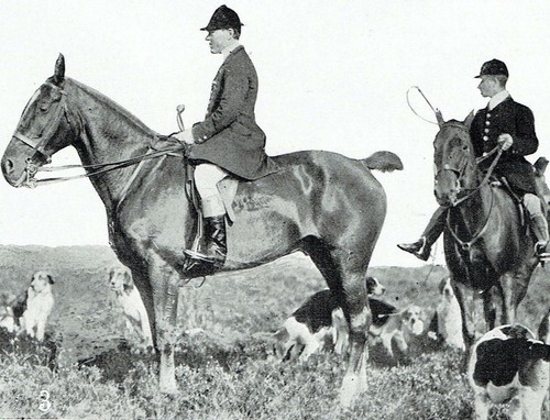 Exmoor hunt foxhounds - hunt,