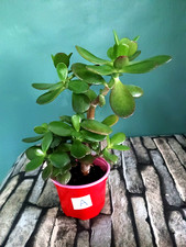 A choice of 2 Money Plant Jade