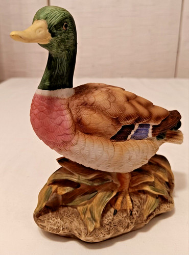 Mallard duck drake standing - drake,