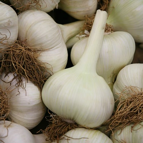 Elephant garlic cloves easy - elephant,