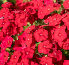 400x phlox drummondii - phlox,
