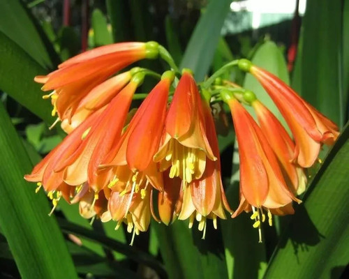 Clivia cyrtanthiflora hybrid - ,