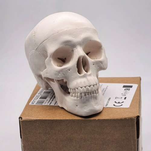 Human skull replica resin - skull,
