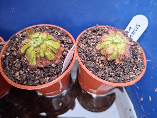 Drosera admirabilis aka - drosera,