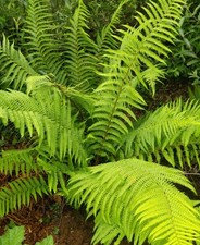 Dryopteris Multi Trunk 7.5L Ferns Hardy