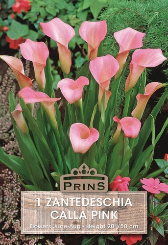Zantedeschia pink calla - zantedeschia,