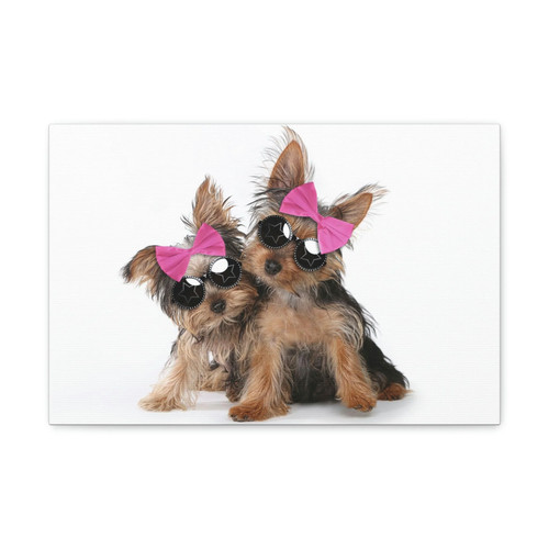 Funny yorkshire terrier - yorkshire, silly
