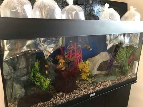 Juwel rio 180 aquarium and - 180,