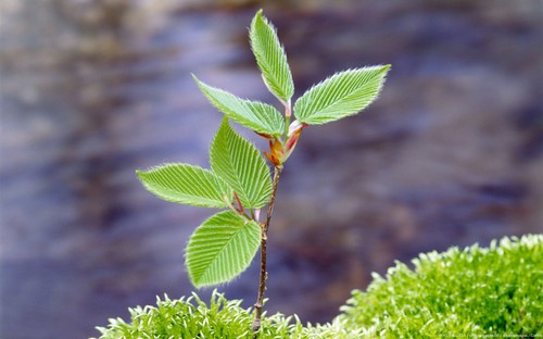 Truffle tree beech - tree, (beech
