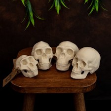 Human Skull Evolution Set –