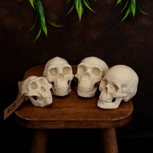 Human skull evolution set - human, –