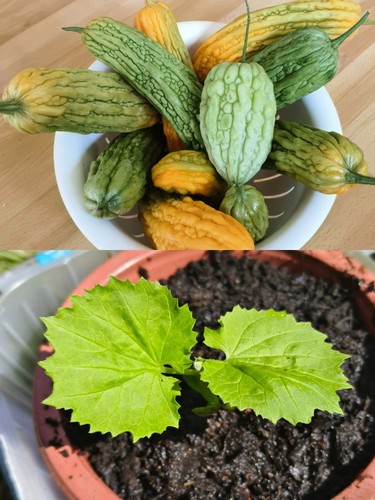 Bitter melon gourd - bitter, plant