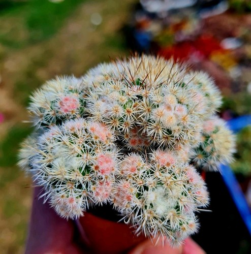 Mammillaria vetula ssp - mammillaria,