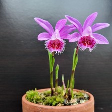 Pleione (unnamed variety). At