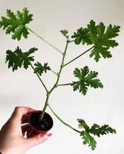 Pelargonium 'Dr Westerlund'