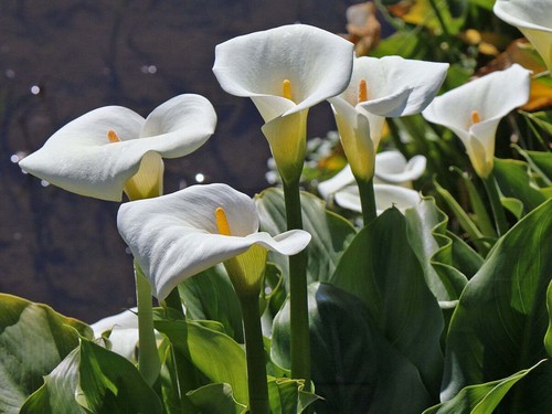 Zantedeschia aethiopica white - zantedeschia,