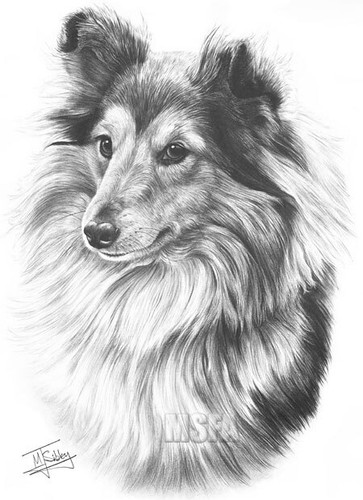 Shetland sheepdog large superb - sheepdog,