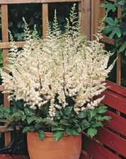 Astilbe chinensis Visions in