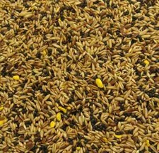 MIXED CANARY Seed Food Feed