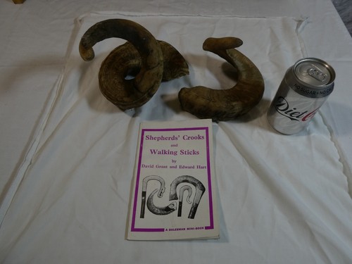 Swaledale ram tup horns - tup,