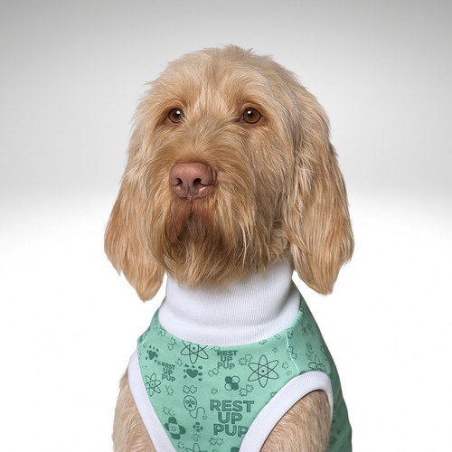 Bamboo italian spinone dog - bamboo,