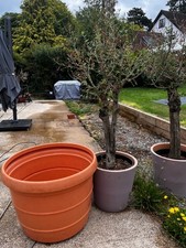 large terracotta plant pots -