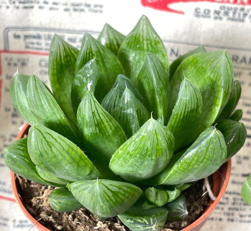 Varieties haworthia cooperii - haworthia,