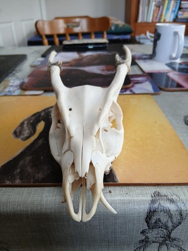 Muntjac buck - muntjac,