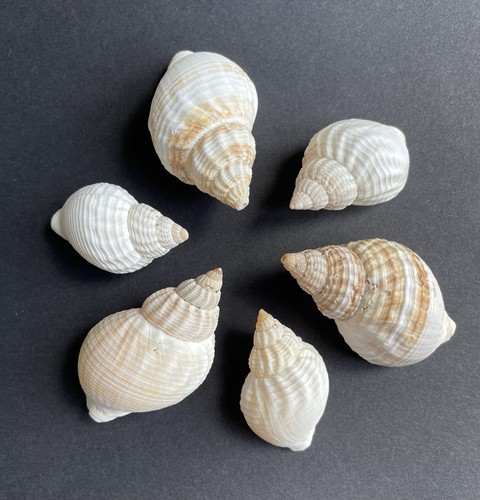 British whelk sea shells - whelk,