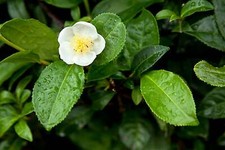 Camellia sinensis Darjeeling - Tea Plant - 5 Semi